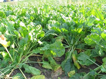 Alisha KWS pill. Force-bej. 100.000 frø